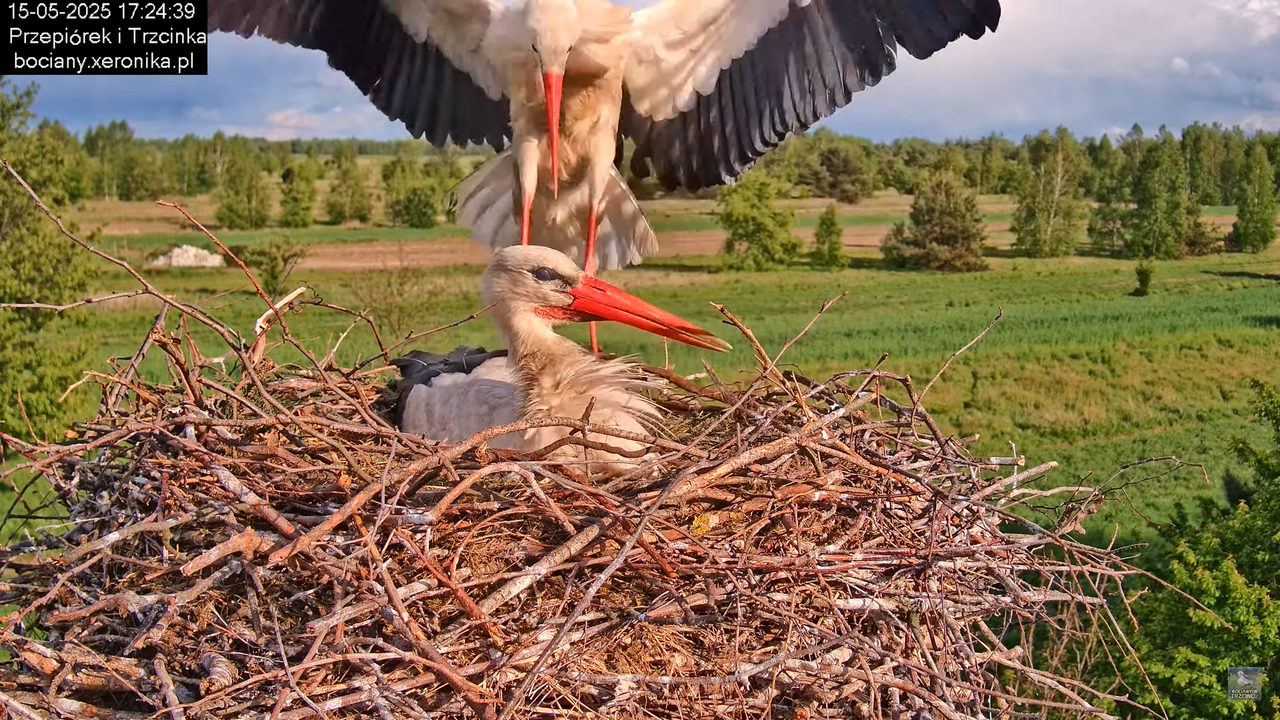 15052025bociany26