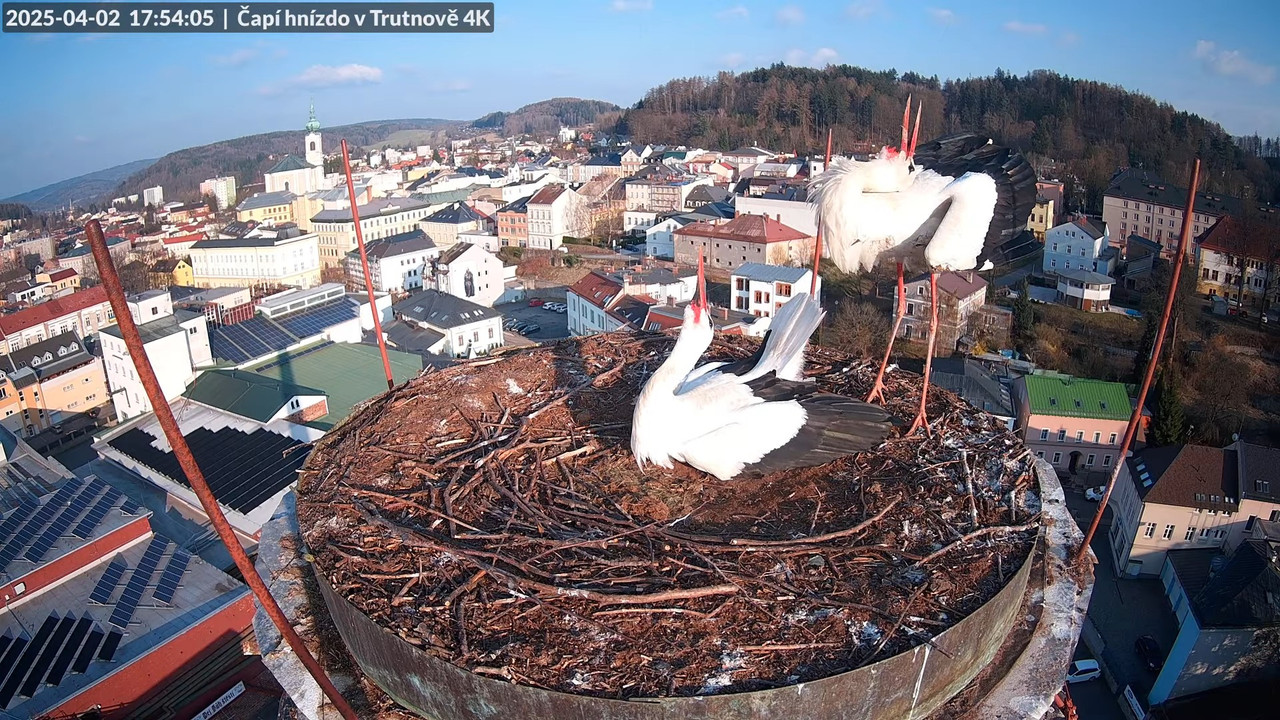 Živě z čapího hnízda na pivovarském komíně v Trutnově 14-36-54 screenshot