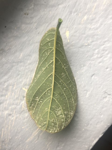 71996C8F-4D11-4BCA-AE74-B918F927F26E