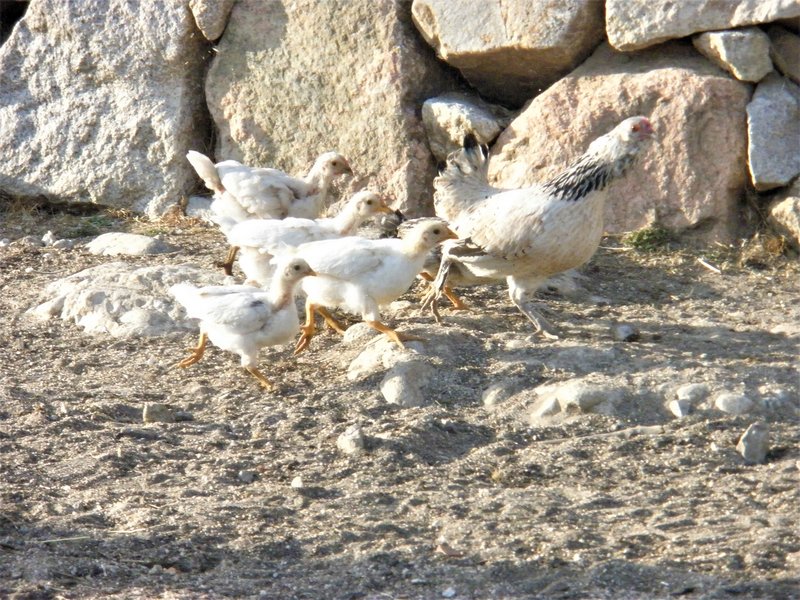 Segovia y su Pueblos-1993/2024 - Blogs de España - La Pradera de Navalhorno o Valsaín-2010/2011 (28)
