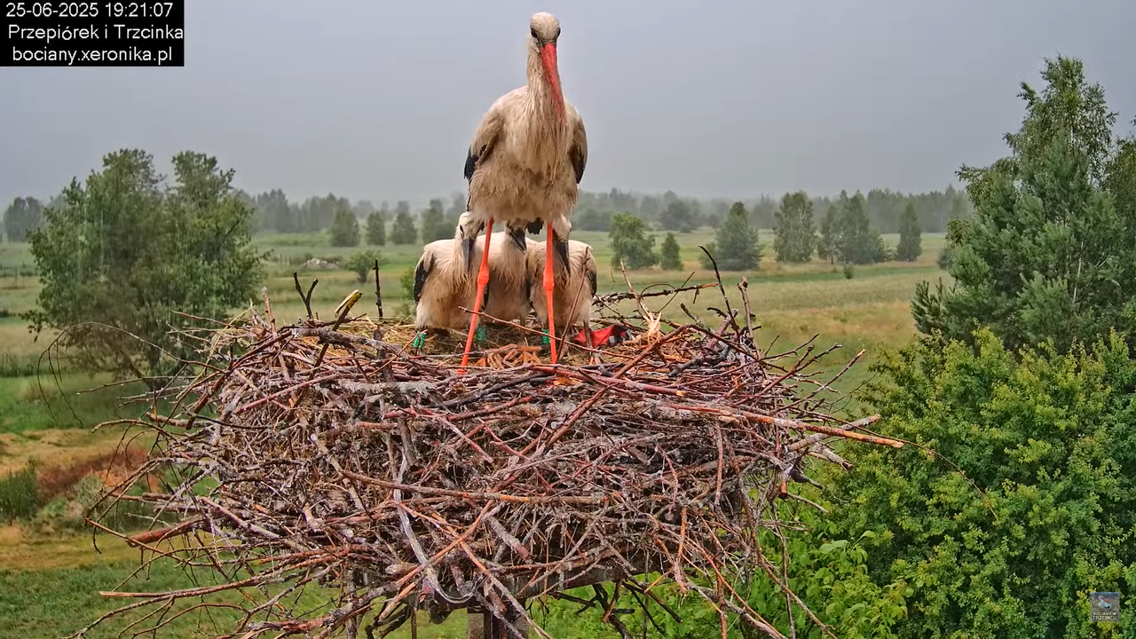 25062025bociany43