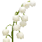  Lilly of the valley 