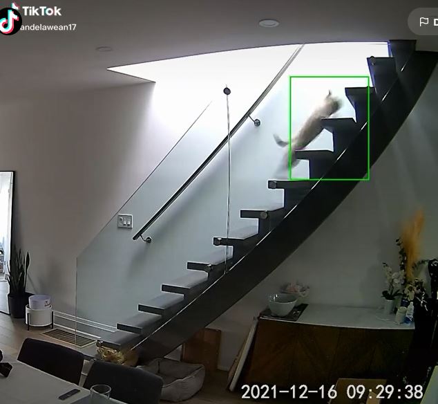 Perrito se hace viral en TikTok por sufrir tremenda caída al subir escaleras