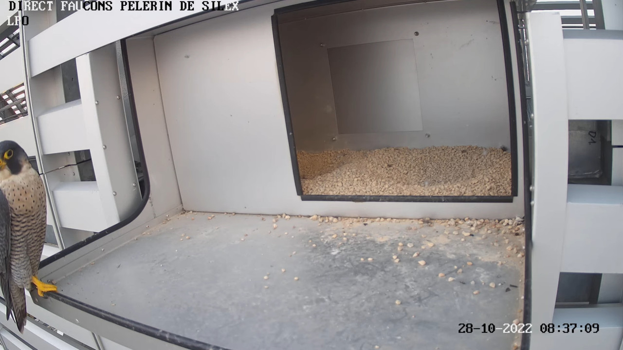 Les Faucons pèlerins direct Lyon Silex. - Pagina 3 2022-10-28-102952