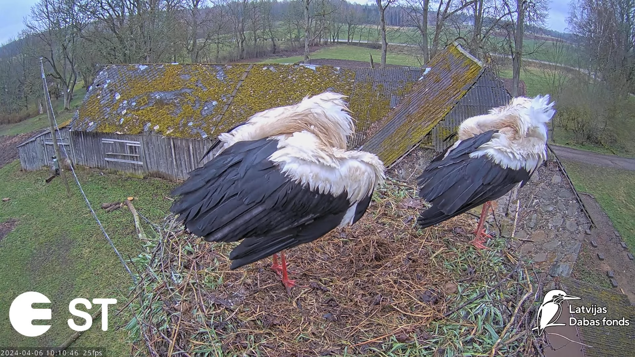 Baltie stārķi (Ciconia ciconia) Tukuma novadā - LDF tiešraide __ White storks in Tukums, Latvia 13-1