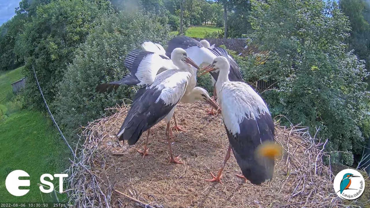 Baltie stārķi (Ciconia ciconia) Tukuma novadā - LDF tiešraide __ White storks in Tukums, Latvia 12-2