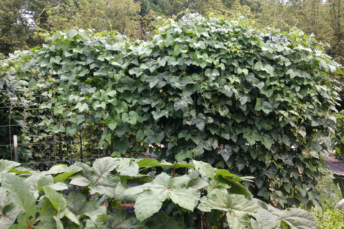 R34 AL Blackeyed Butter IMG_20200825_175015135~2