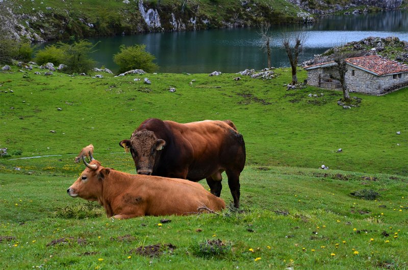 PICOS DE EUROPA-16-5-2013-LEON/ASTURIAS/CANTABRIA - Paseando por España-1991/2016 (22)