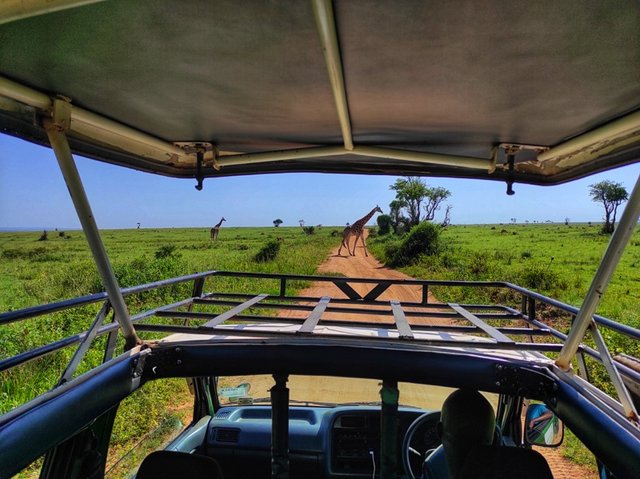Murchison Falls (día completo de safari) - 18 días por las tierras más remotas de Uganda y Kenya (1)