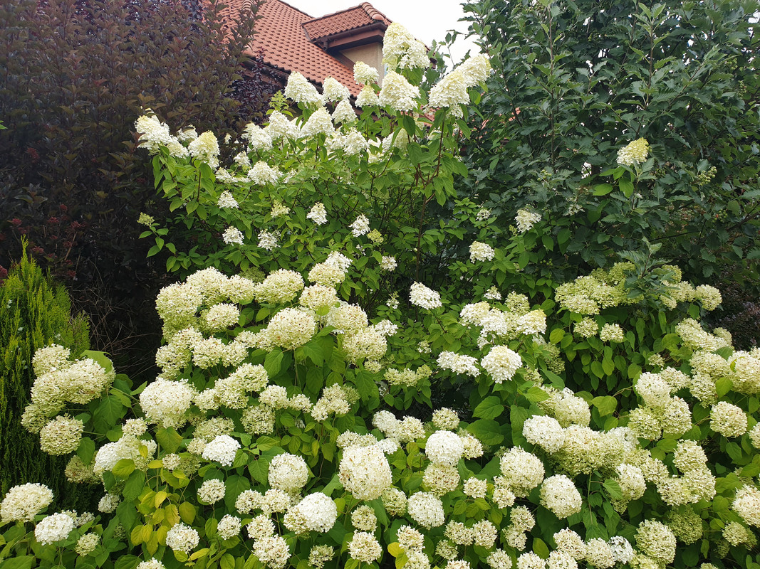 2019-07-27-145411.jpg