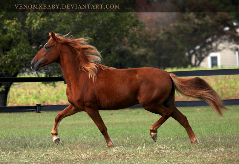 chestnut-paso-fino-1-by-venomxbaby-d4ecyyh-fullview.jpg