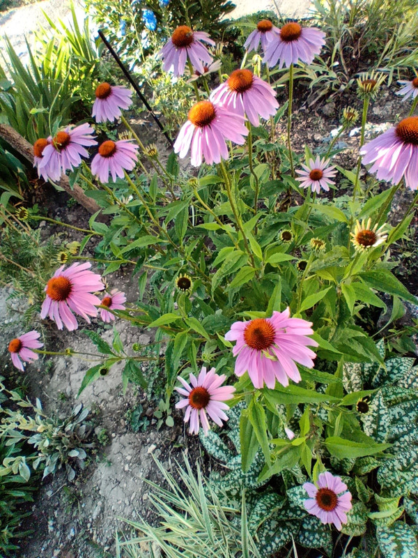IMG_20200624_185221162
