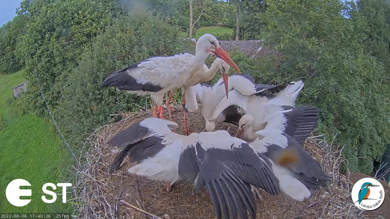 Baltie stārķi (Ciconia ciconia) Tukuma novadā - LDF tiešraide __ White storks in Tukums, Latvia 13-3