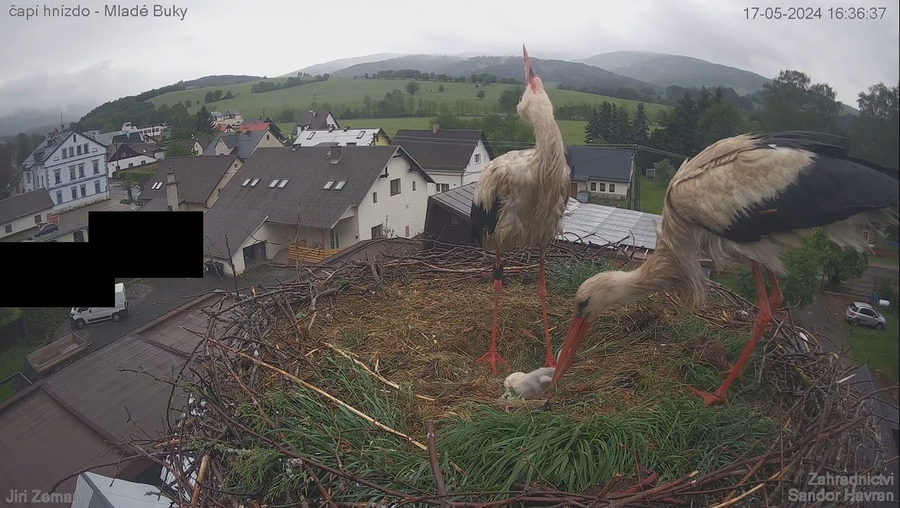 Živá kamera - Mladé Buky - čapí hnízdo 6-27-7 screenshot