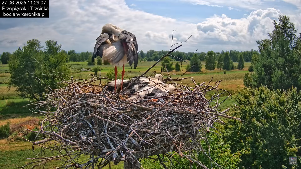 27062025bociany27