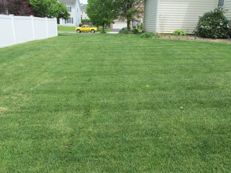 Lawn and Gardens 05.26.2019  (7)