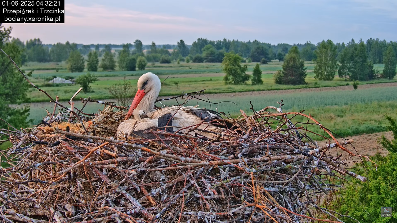 01062025bociany5