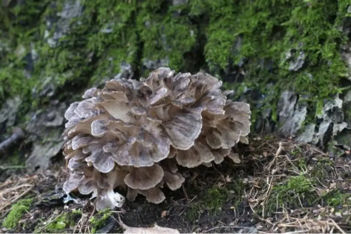 Maitake