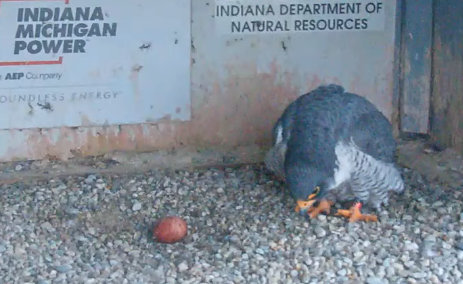 Fort Wayne falcon cam - Pagina 2 Przechwytywanie-w-trybie-pe-noekranowym-13-03-2022-131719