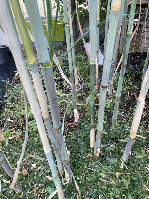 00C44ED6-8571-464F-8429-15B3528DD837