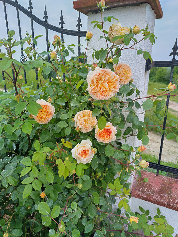 IMG_20230527_092641_HDR
