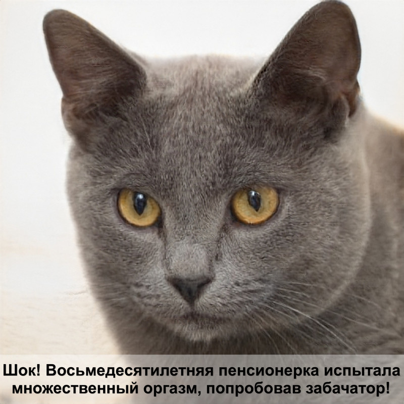 лишай у кота чем лечить