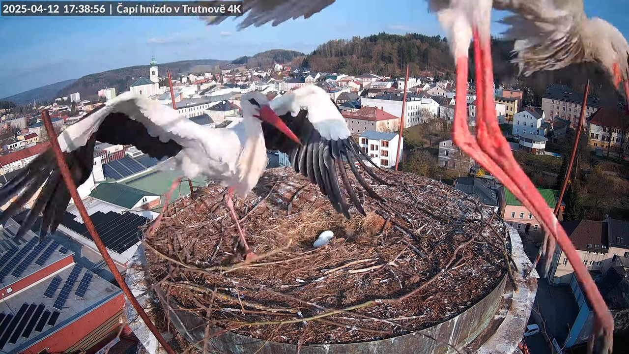 Živě z čapího hnízda na pivovarském komíně v Trutnově 8-45-37 screenshot