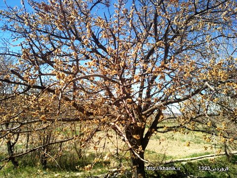 شکوفه درختان بادام و زردالو در اثر سرما ازبین رفت