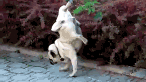 main-qimg-143e8cf716d4e100f39df8900b96235f.gif