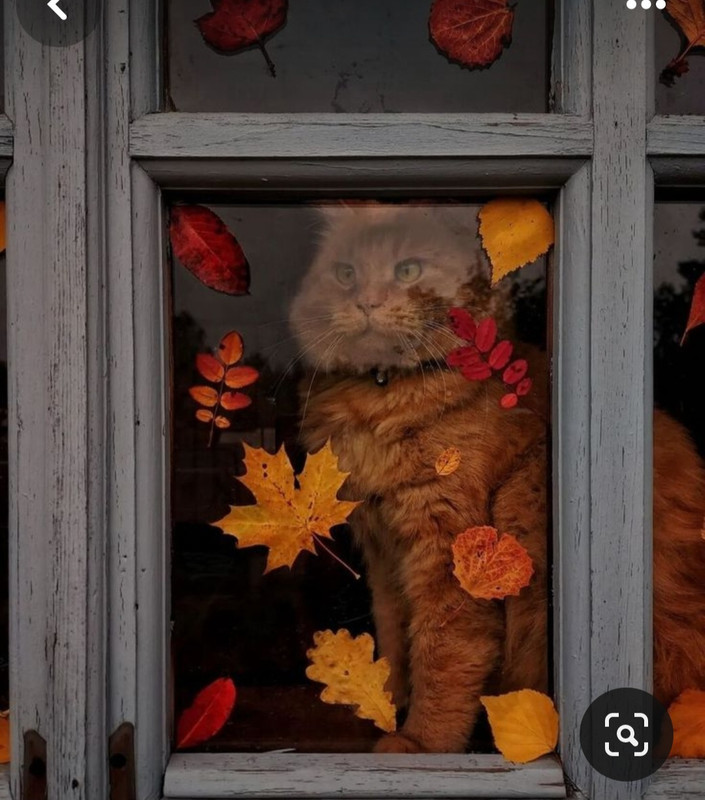 Screenshot_20231219_231552_Pinterest