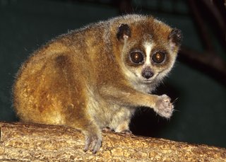 [Image: Nycticebus-pygmaeus-004.jpg]