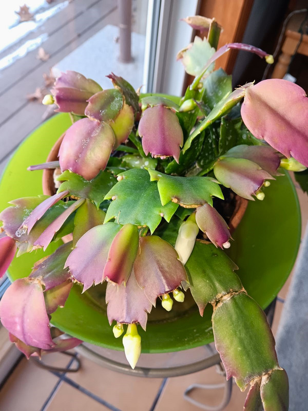 0-02-01-c564c943af4a7b2cf6222d8533a52fc2493063851cfb1bb8dadb768a7b5077c1-badac90be870123a