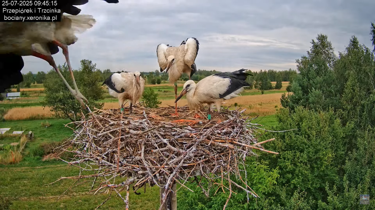 25072025bociany31