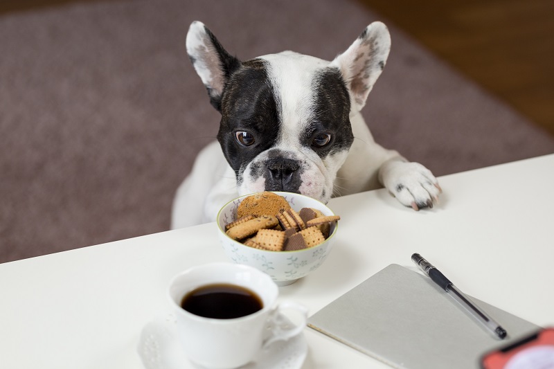 Australian made dog treats dog treats