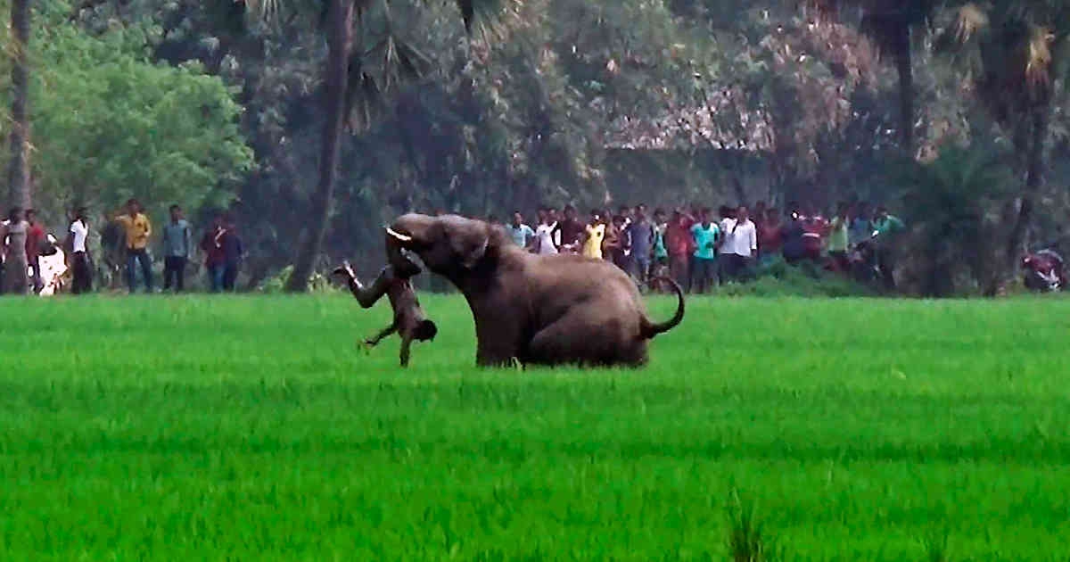 Elefante mata salvajemente a una mujer, llega al funeral para atacar el cadáver