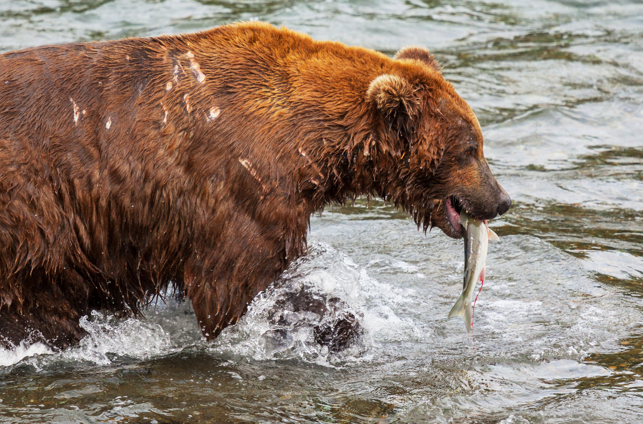 Bear catching salmon mid-air at the lip of Brooks Falls