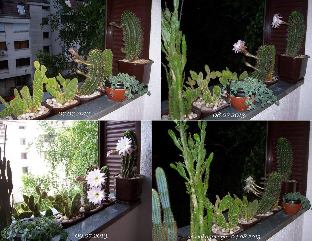 7-07., 08. i 09.07.-04.08.2013.