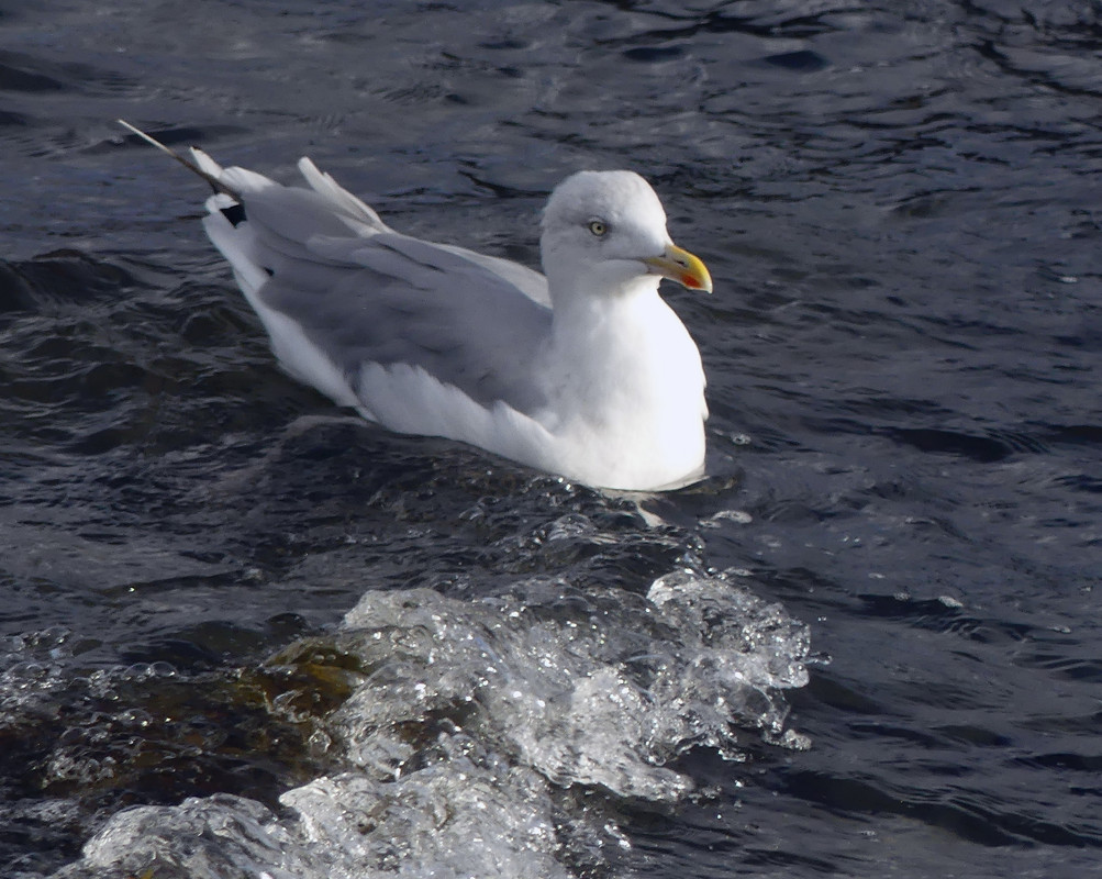 HERRING GULL 7 280924