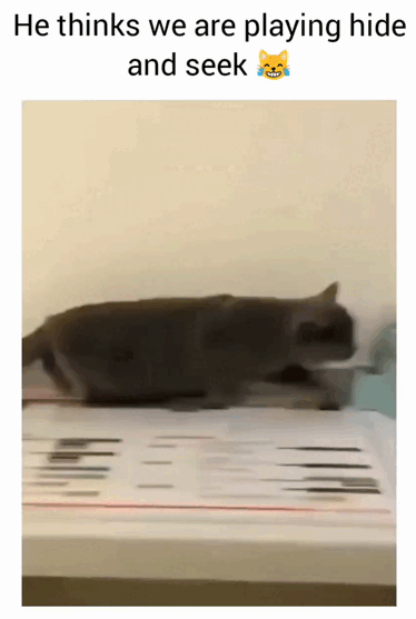 Cats-32.gif