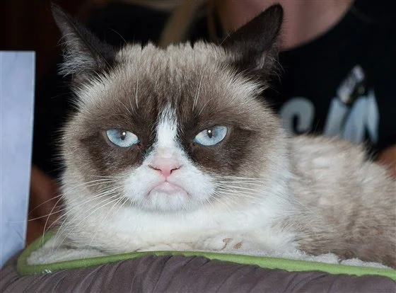 190517-grumpy-cat-mc-10372-5b3f511c0f431e29b5366e803e998965-fit.png