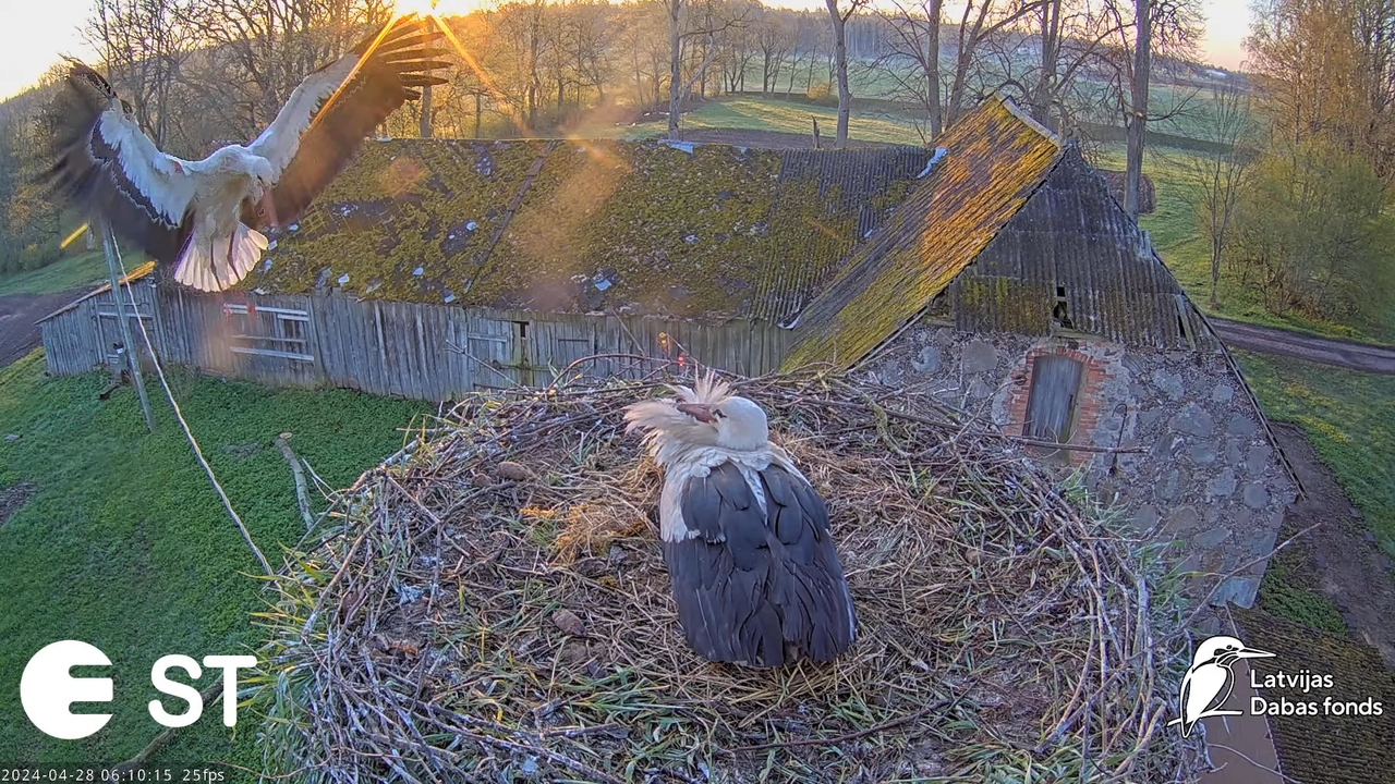 Baltie stārķi (Ciconia ciconia) Tukuma novadā - LDF tiešraide __ White storks in Tukums, Latvia 10-2