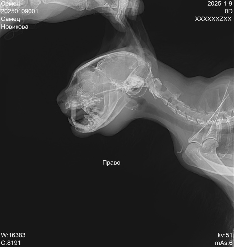 20250109001_Семен_Новикова_20250109221514918