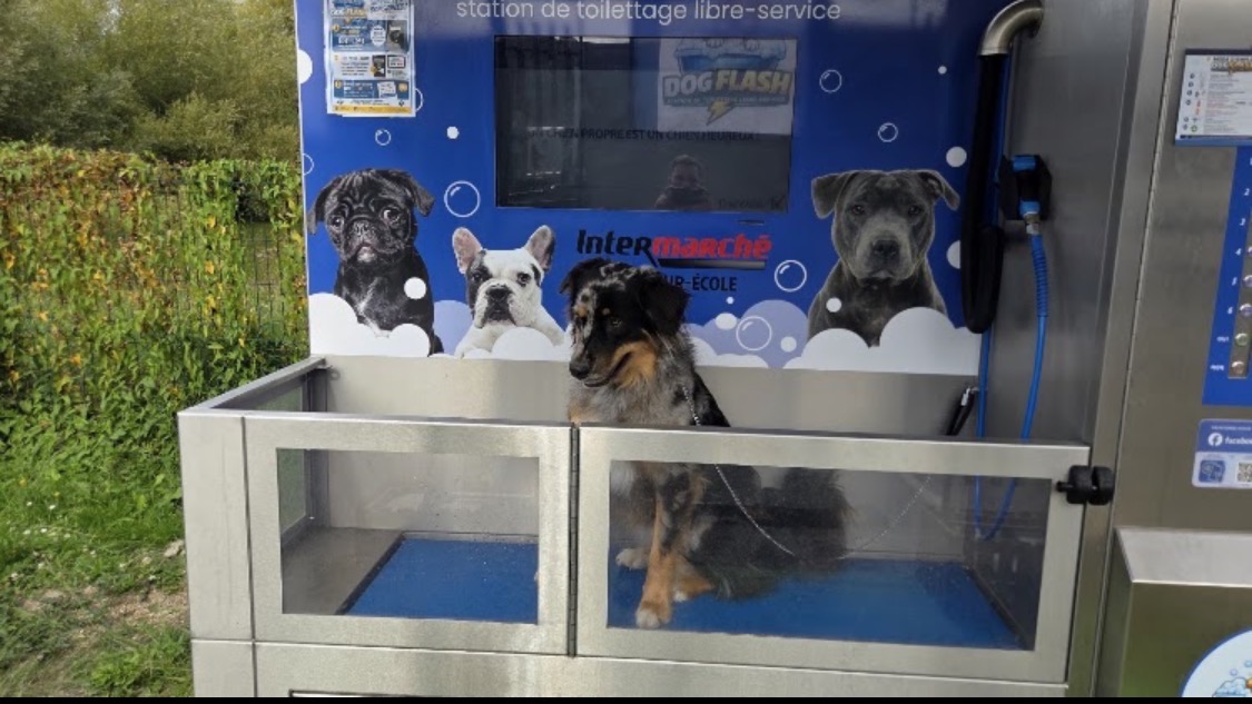 Chien chez Dog Flash