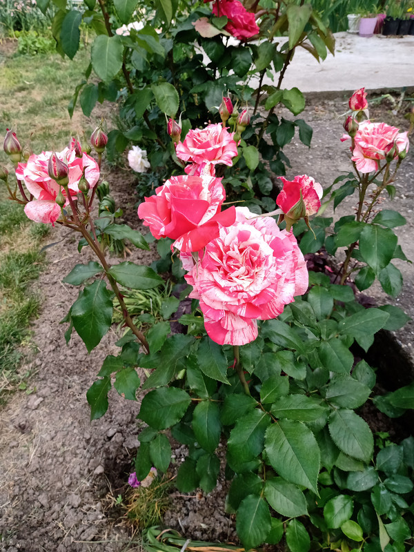 IMG_20230610_151937886