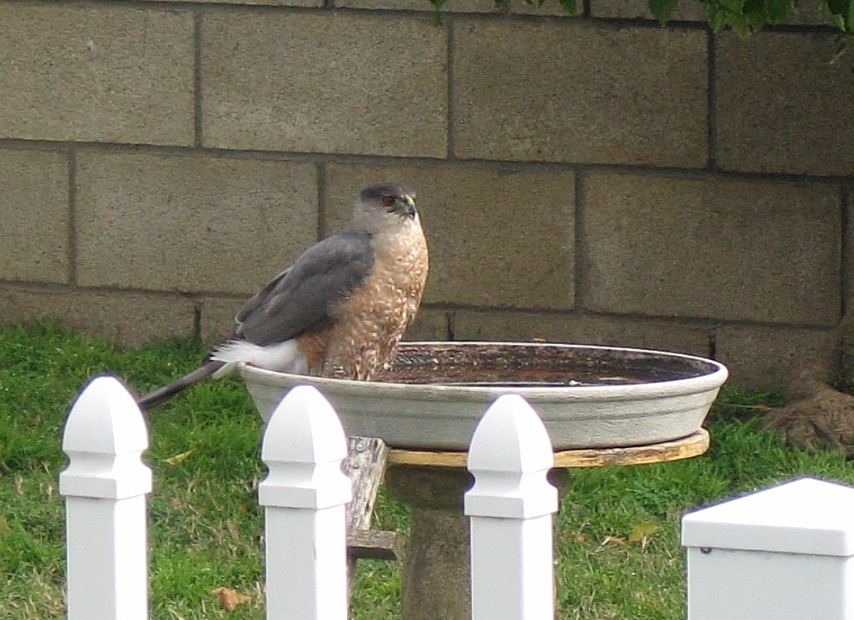 hawk-a.jpg