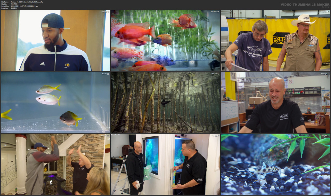 Tanked S11E07 Going for the Gold(fish).mkv