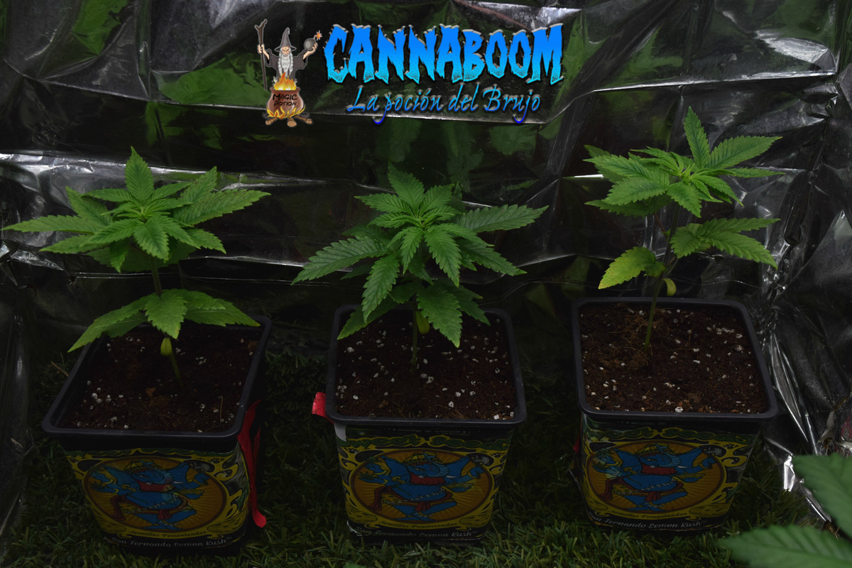 Concurso seguimientos Cannaboom línea basic- Novatonovel - Página 2 Sflk