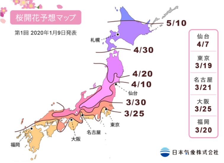 Prediksi Nihon Kisho tentang jadwal mekar bunga sakura di Jepang