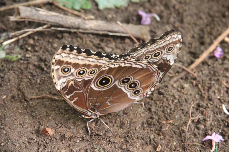 DE TORTUGAS Y PEREZOSOS. COSTA RICA 2019 - Blogs de Costa Rica - DIA 11: TIROLINAS EN MONTEVERDE Y TOUR NOCTURNO POR LA SELVA (37)