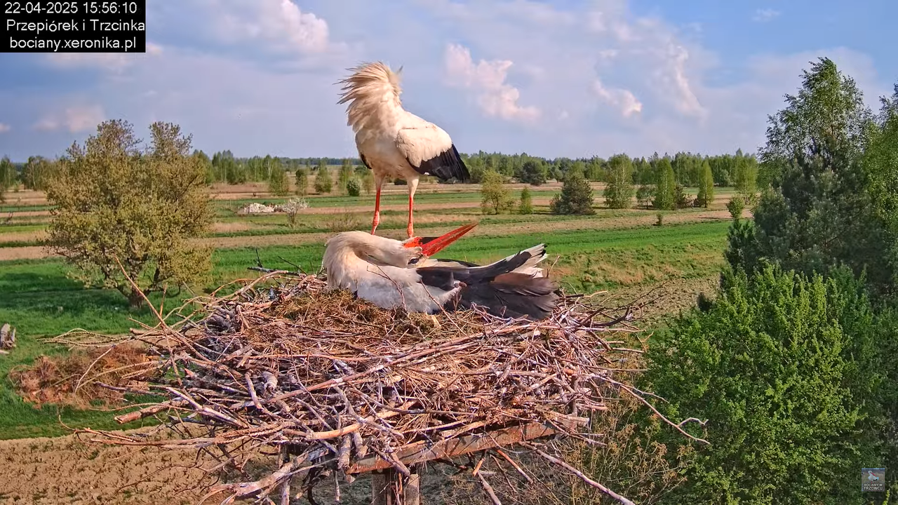 22042025bociany14